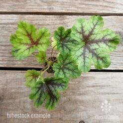 Heucherella Tapestry - Foamy Bells 15 Heucherella Tapestry - Foamy Bells -Garden Plant Store heucherella tapestry 1 1