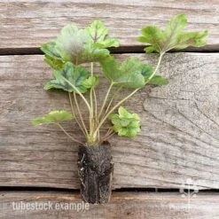 Heucherella Tapestry - Foamy Bells 23 Heucherella Tapestry - Foamy Bells -Garden Plant Store heucherella tapestry 2 edited 1
