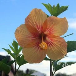 Hibiscus Popsicle -Garden Plant Store hibiscus popsicle backlit
