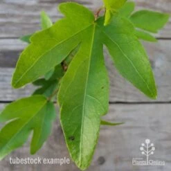 Hibiscus Popsicle -Garden Plant Store hibiscus popsicle leaf 1