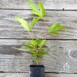 Hibiscus Popsicle -Garden Plant Store hibiscus popsicle tube 500 1