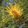 Grevillea Honey Gem