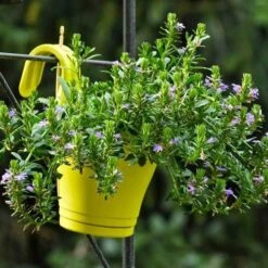 Scaevola Purple Fanfare - Fan Flower 13 Scaevola Purple Fanfare - Fan Flower -Garden Plant Store hook planter scaevola