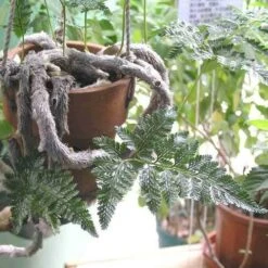 Humata - Rabbit's Foot Fern -Garden Plant Store humata tyermanni flickr nhq 500