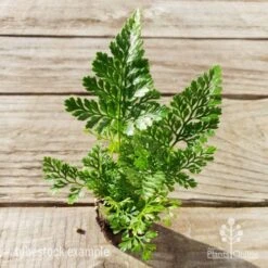 Humata - Rabbit's Foot Fern -Garden Plant Store humata white foot tube top