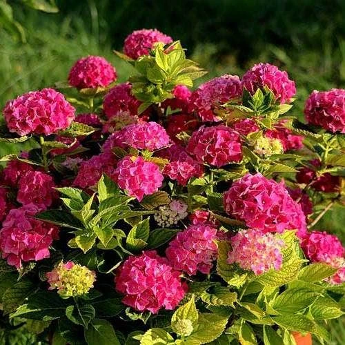 Hydrangea Alpengluhen 1 Hydrangea Alpengluhen