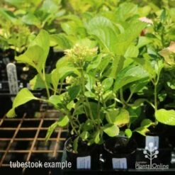 Hydrangea White -Garden Plant Store hydrangea amethyst tube 6