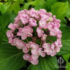 Hydrangea Ayesha -Garden Plant Store hydrangea ayesha flower