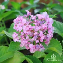 Hydrangea Ayesha -Garden Plant Store hydrangea ayesha lilac