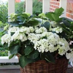 Hydrangea White -Garden Plant Store hydrangea basket 1 1