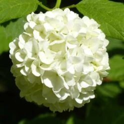 Hydrangea White -Garden Plant Store hydrangea white 1