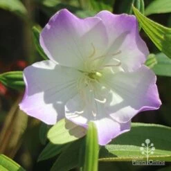 Tibouchina Illusion -Garden Plant Store illusion tubouchina fully open