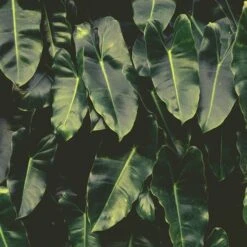 Philodendron Imbe -Garden Plant Store imbe wall