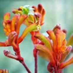 Australian Wildflower Kangaroo Paw - Seed -Garden Plant Store kangaroo paw sunset