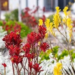 Australian Wildflower Kangaroo Paw - Seed -Garden Plant Store kangaroo paws red yellow