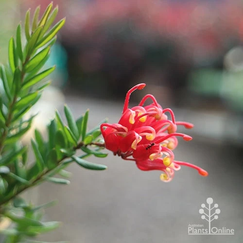 Grevillea Knockout 1 Grevillea Knockout
