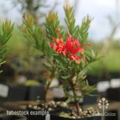 Grevillea Knockout 11 Grevillea Knockout -Garden Plant Store knockout grevillea tubestock