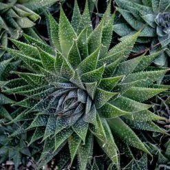Aloe Aristata - Lace Aloe - Succulent -Garden Plant Store lace aloe cluster