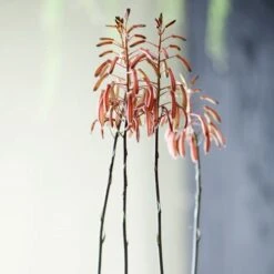 Aloe Aristata - Lace Aloe - Succulent -Garden Plant Store lace aloe flowers floradania