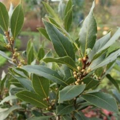 Laurus Nobilis - Bay Tree -Garden Plant Store laurel bay tree 500 1