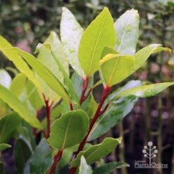 Laurus Nobilis - Bay Tree -Garden Plant Store laurus bay tree red stem