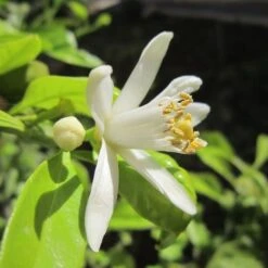 Citrus - Lemon Eureka -Garden Plant Store lemon blossom 500 2