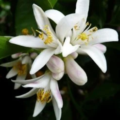 Citrus - Lemon Lisbon -Garden Plant Store lemon flower 500 1