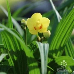 Spathoglottis Lemon Kiss - Native Orchid -Garden Plant Store lemon kiss orchid