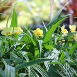 Spathoglottis Lemon Kiss - Native Orchid -Garden Plant Store lemon kiss orchid plants