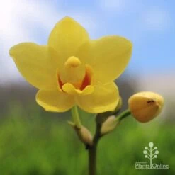 Spathoglottis Lemon Kiss - Native Orchid -Garden Plant Store lemon kiss yellow orchid