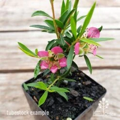 Leptospermum Tickled Pink -Garden Plant Store leptospermum tickled pink flower