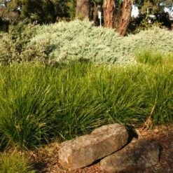 Lomandra Lime Tuff -Garden Plant Store lime tuff border 1