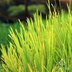 Lomandra Lime Tuff -Garden Plant Store lime tuff colour