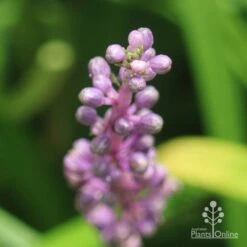 Liriope Amethyst 11 Liriope Amethyst -Garden Plant Store liriope amethyst buds close