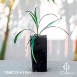 Liriope Amethyst 10 Liriope Amethyst -Garden Plant Store liriope amethyst tube