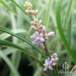 Liriope Silverlawn -Garden Plant Store liriope silverlawn flower