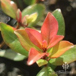 Metrosideros Little Ewan - Dwarf NZ Christmas Bush -Garden Plant Store little ewan new leaf colour