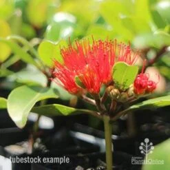 Metrosideros Little Ewan - Dwarf NZ Christmas Bush -Garden Plant Store little ewan tubestock