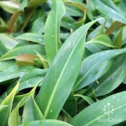 Philodendron Little Phil -Garden Plant Store little phil leaf