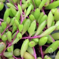 Othonna Ruby Necklace - Little Pickles - Succulent -Garden Plant Store little pickles ruby necklace