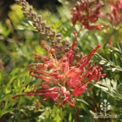 Grevillea Little Robyn -Garden Plant Store little robyn flower side 500