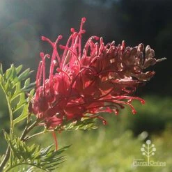 Grevillea Little Robyn -Garden Plant Store little robyn grevillea backlit