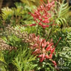 Grevillea Little Robyn -Garden Plant Store little robyn tubestock flowering