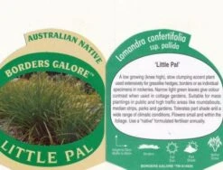 Lomandra Little Pal -Garden Plant Store little pal 1