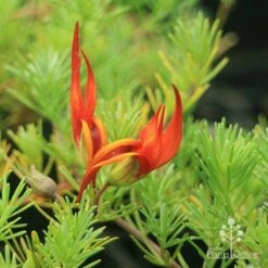 Lotus Red Flash - Parrot's Beak -Garden Plant Store lotus flower close
