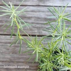 Lotus Red Flash - Parrot's Beak -Garden Plant Store lotus red flash