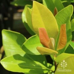 Tristaniopsis Luscious - Water Gum -Garden Plant Store luscious new leaves