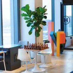 Ficus Lyrata - Fiddle Leaf Fig -Garden Plant Store lyrata chessboard