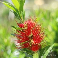 Callistemon Macarthur -Garden Plant Store macarthur flower closeup