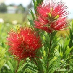 Callistemon Macarthur -Garden Plant Store macarthur flowers tunestock